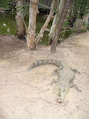 213 Hartley's Crocodile Farm